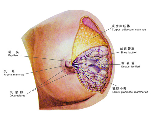 患者自查：乳腺囊肿五大症状全面解析