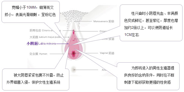 阴唇整形